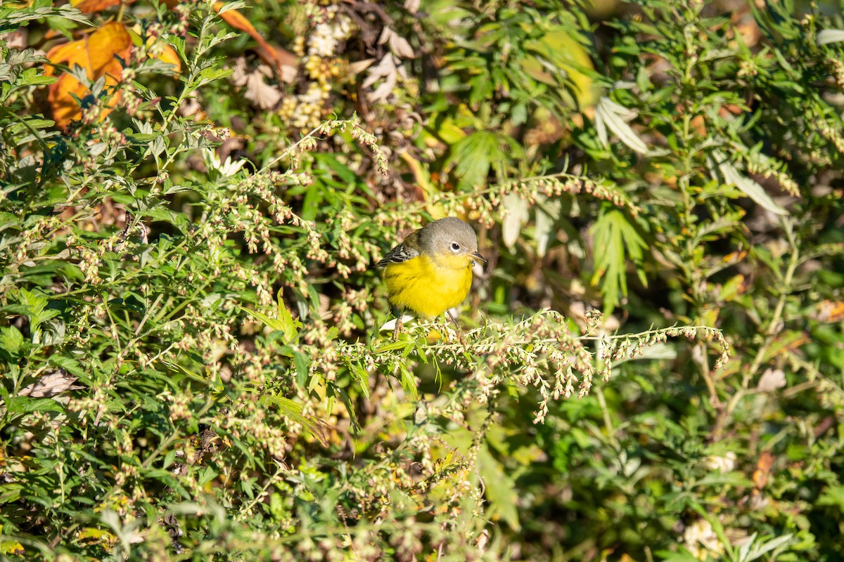 Magnolia Warbler - ML495115081