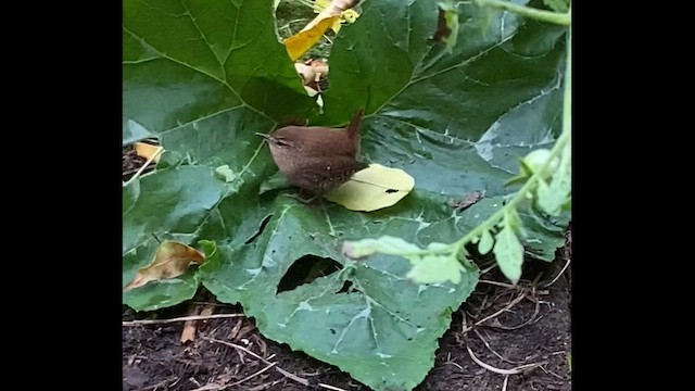 Winter Wren - ML495116061