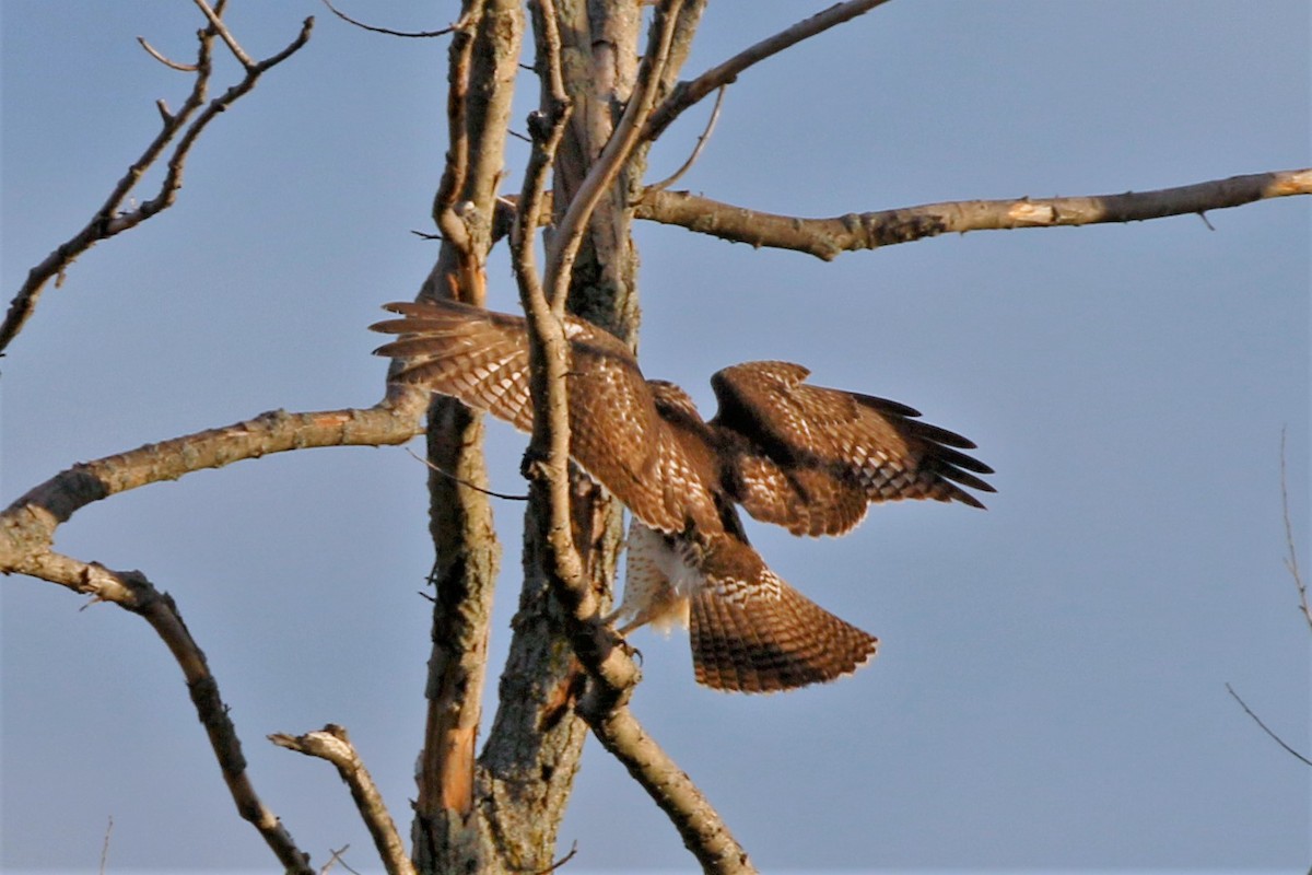 Broad-winged Hawk - walter sliva