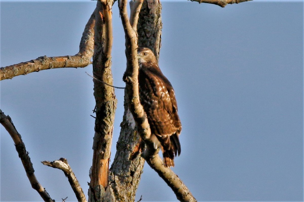 Broad-winged Hawk - walter sliva