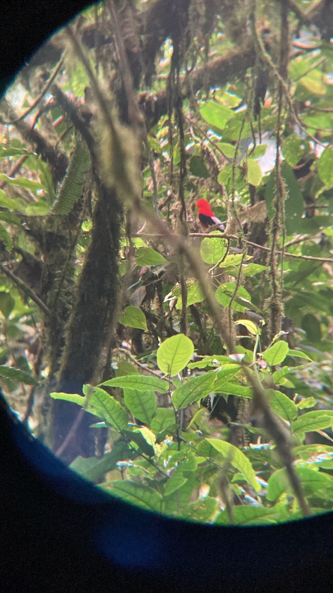 Andean Cock-of-the-rock - ML495118131