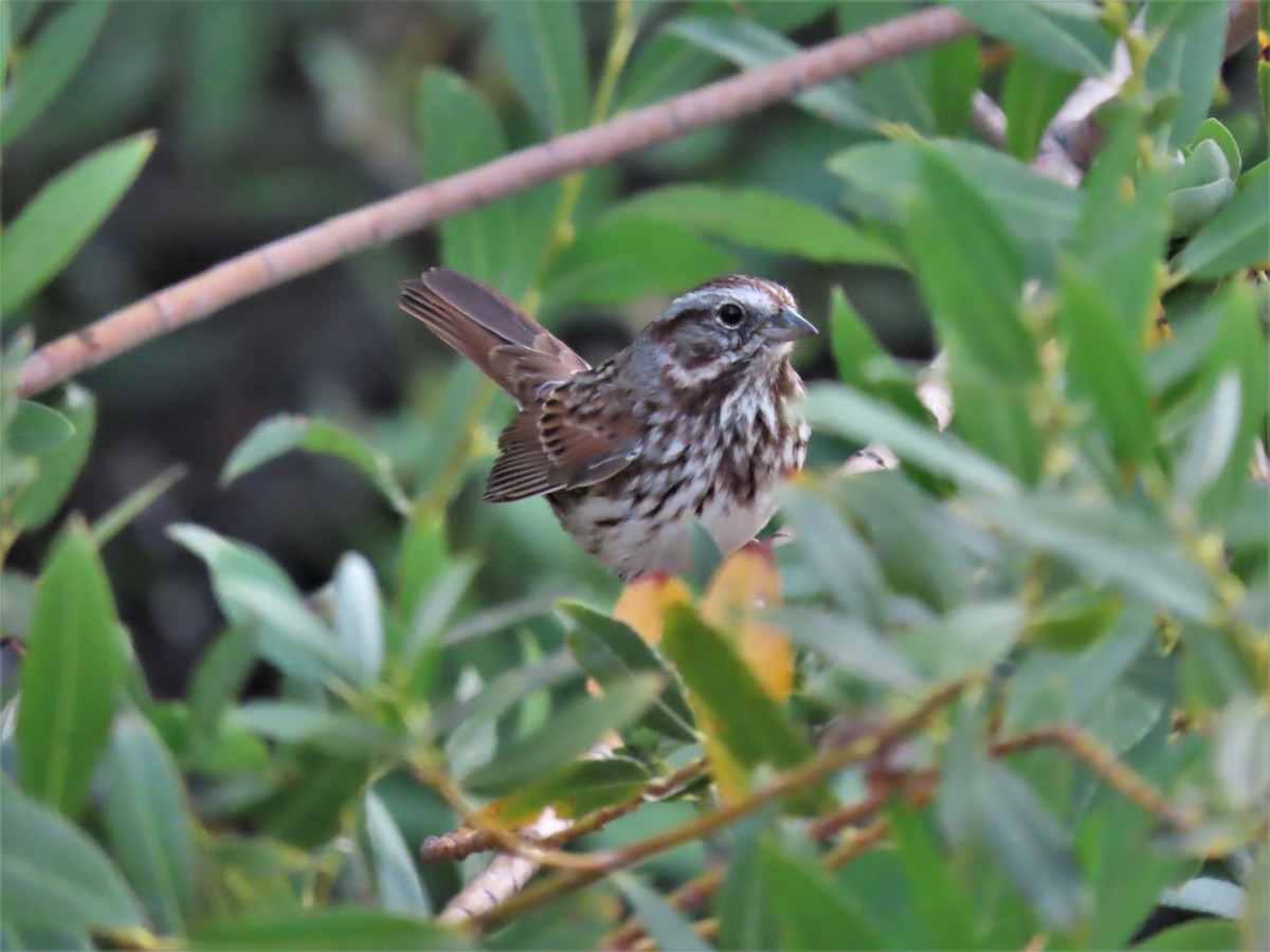 Song Sparrow (heermanni Group) - ML495118991