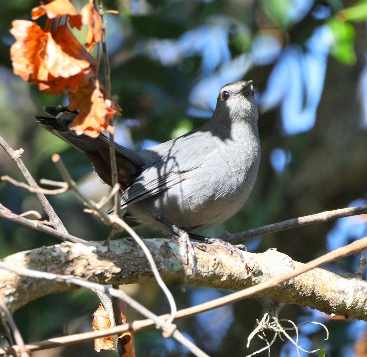 Gray Catbird - ML495119111