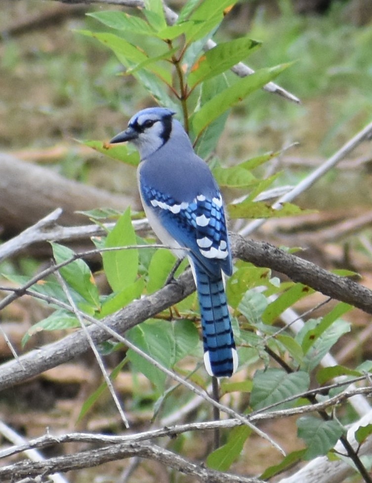 Chara Azul - ML495119351