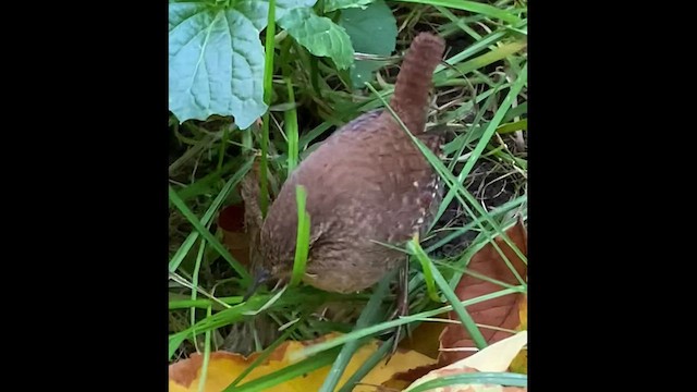 Winter Wren - ML495119801