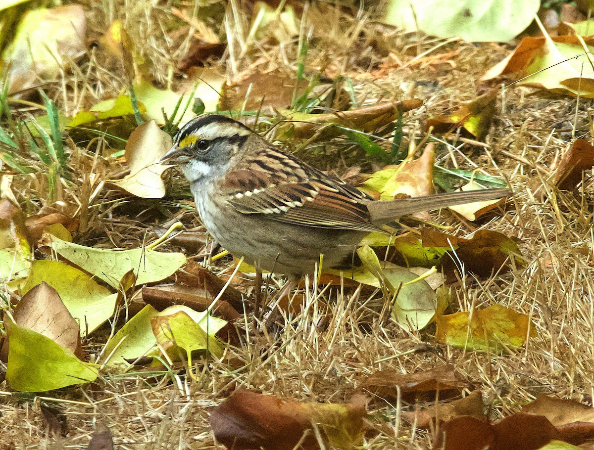 White-throated Sparrow - ML495120021
