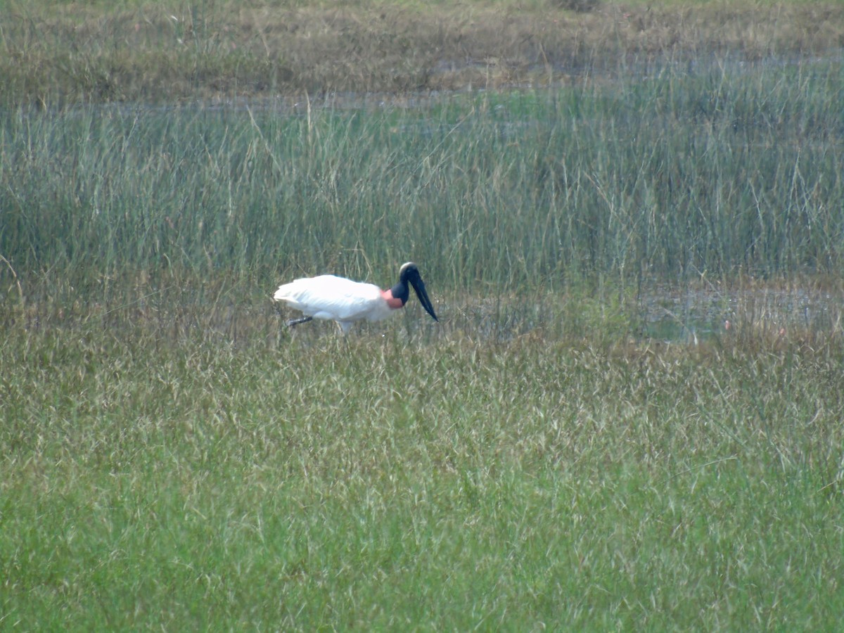 Jabiru - ML495120681