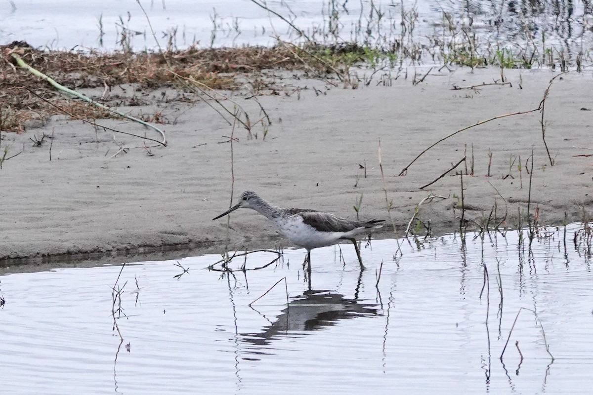 Common Greenshank - Kirsten Abildskov