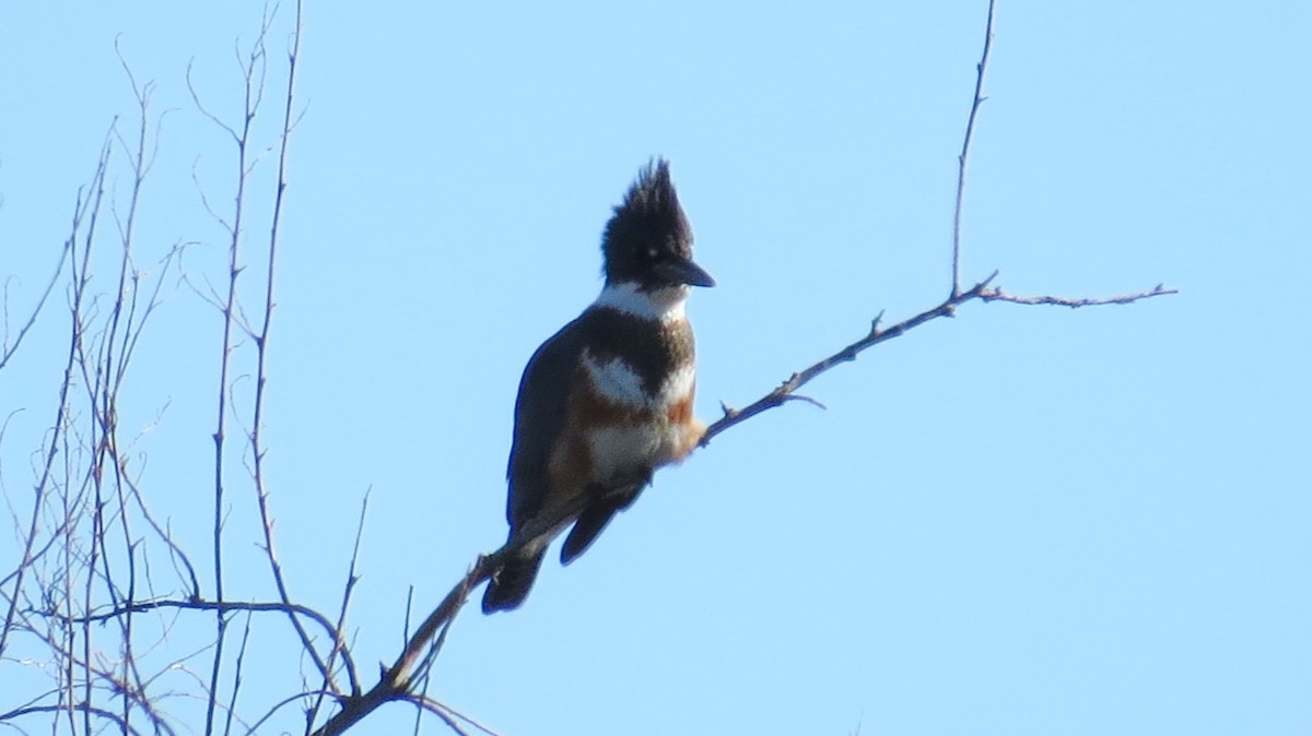Belted Kingfisher - ML495124121