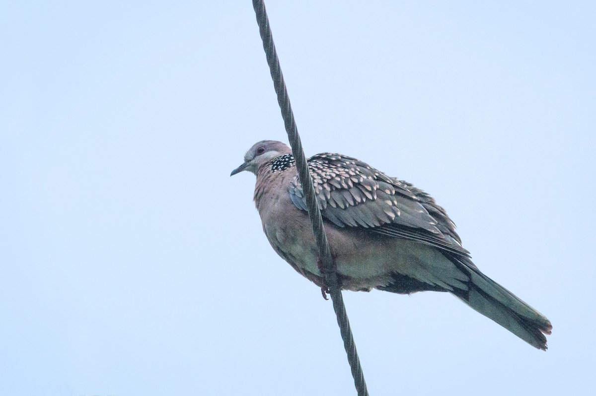 Spotted Dove - ML495125081
