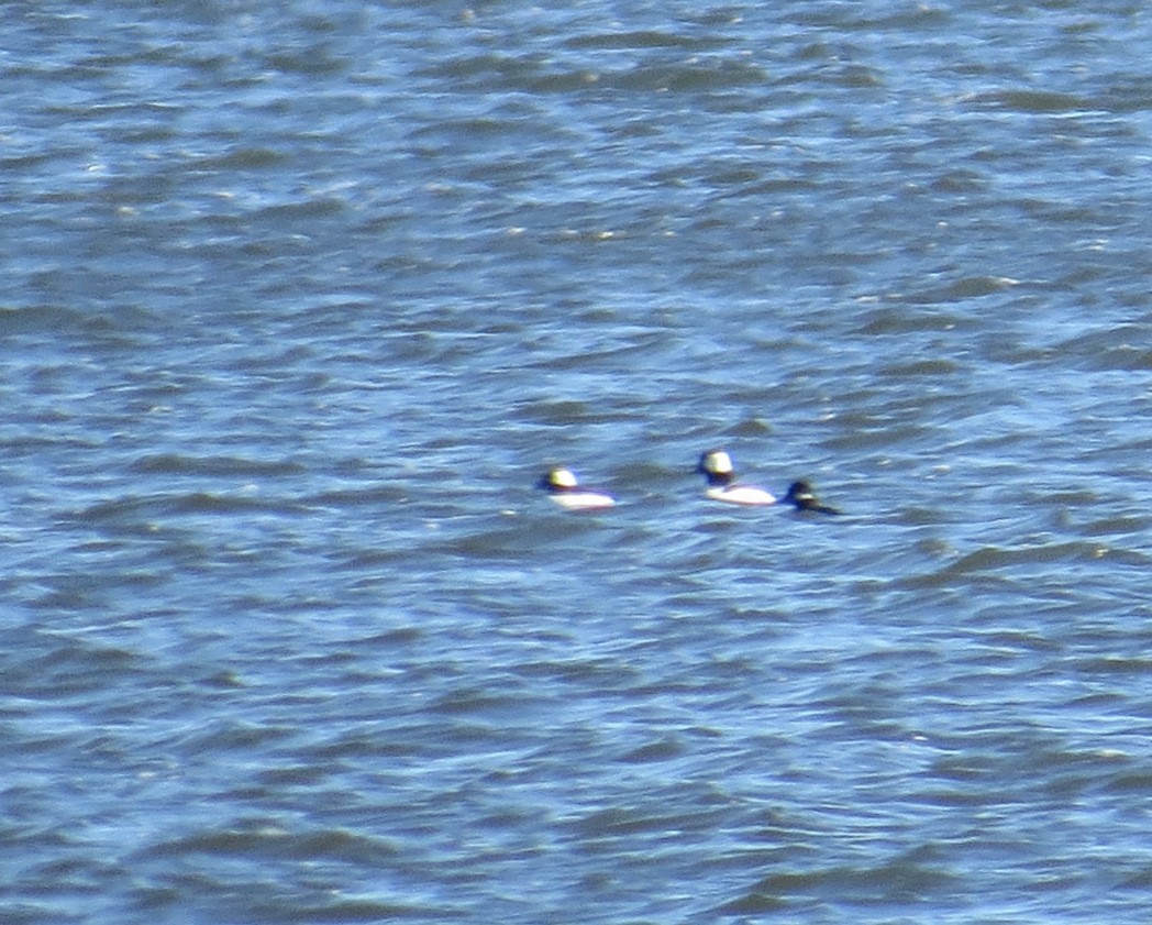 Bufflehead - ML495125321