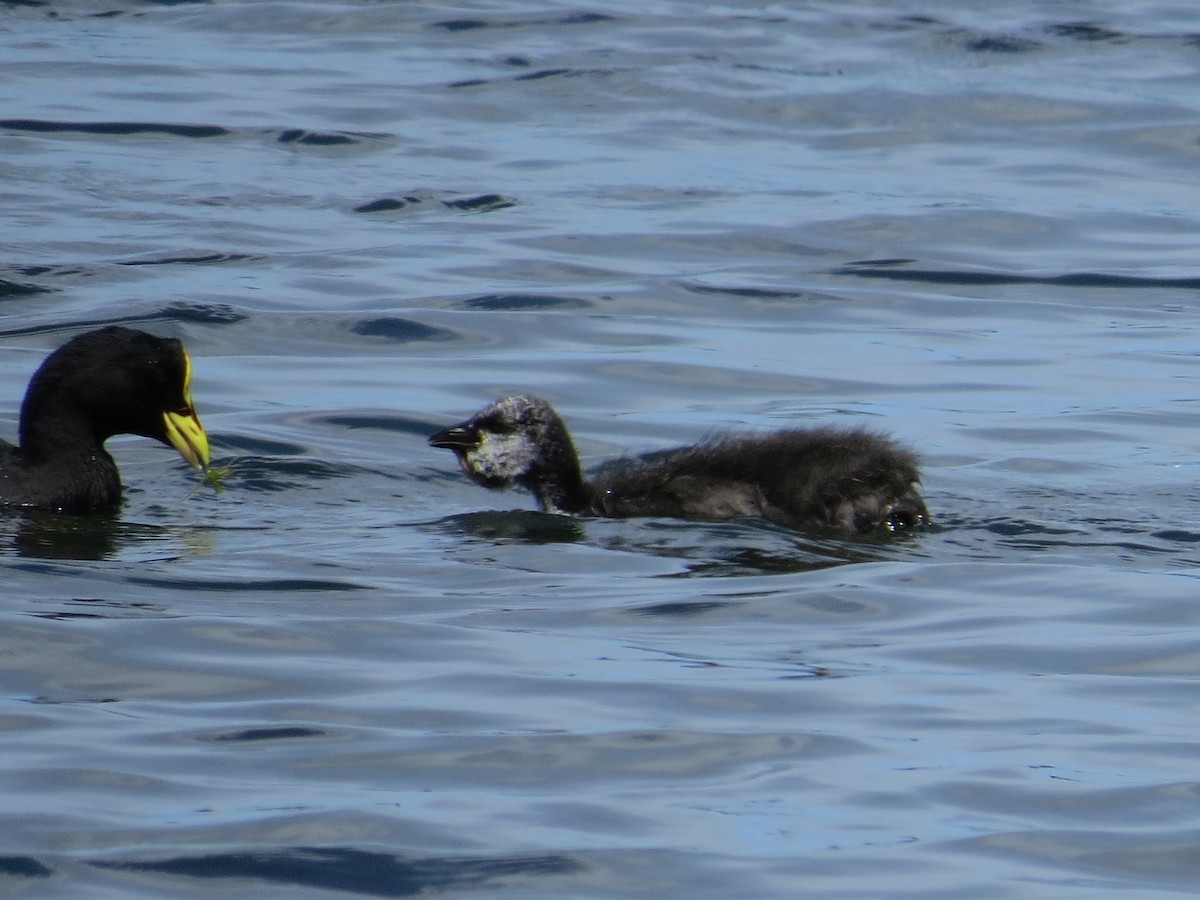 Red-gartered Coot - ML49512541