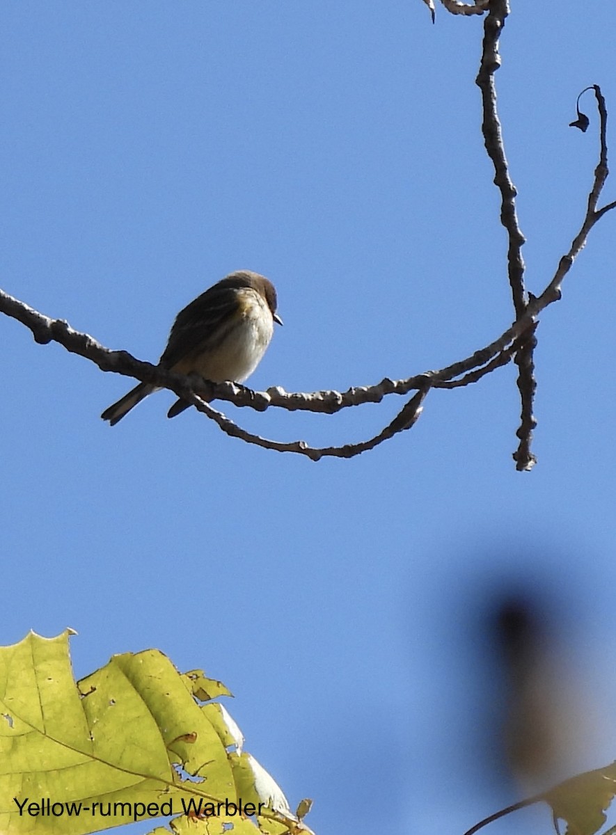 Yellow-rumped Warbler (Myrtle) - ML495126161