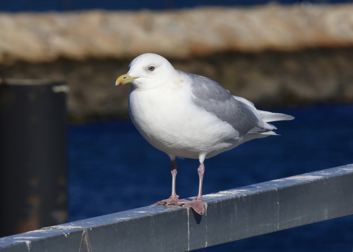 Gaviota Groenlandesa (kumlieni) - ML49512621