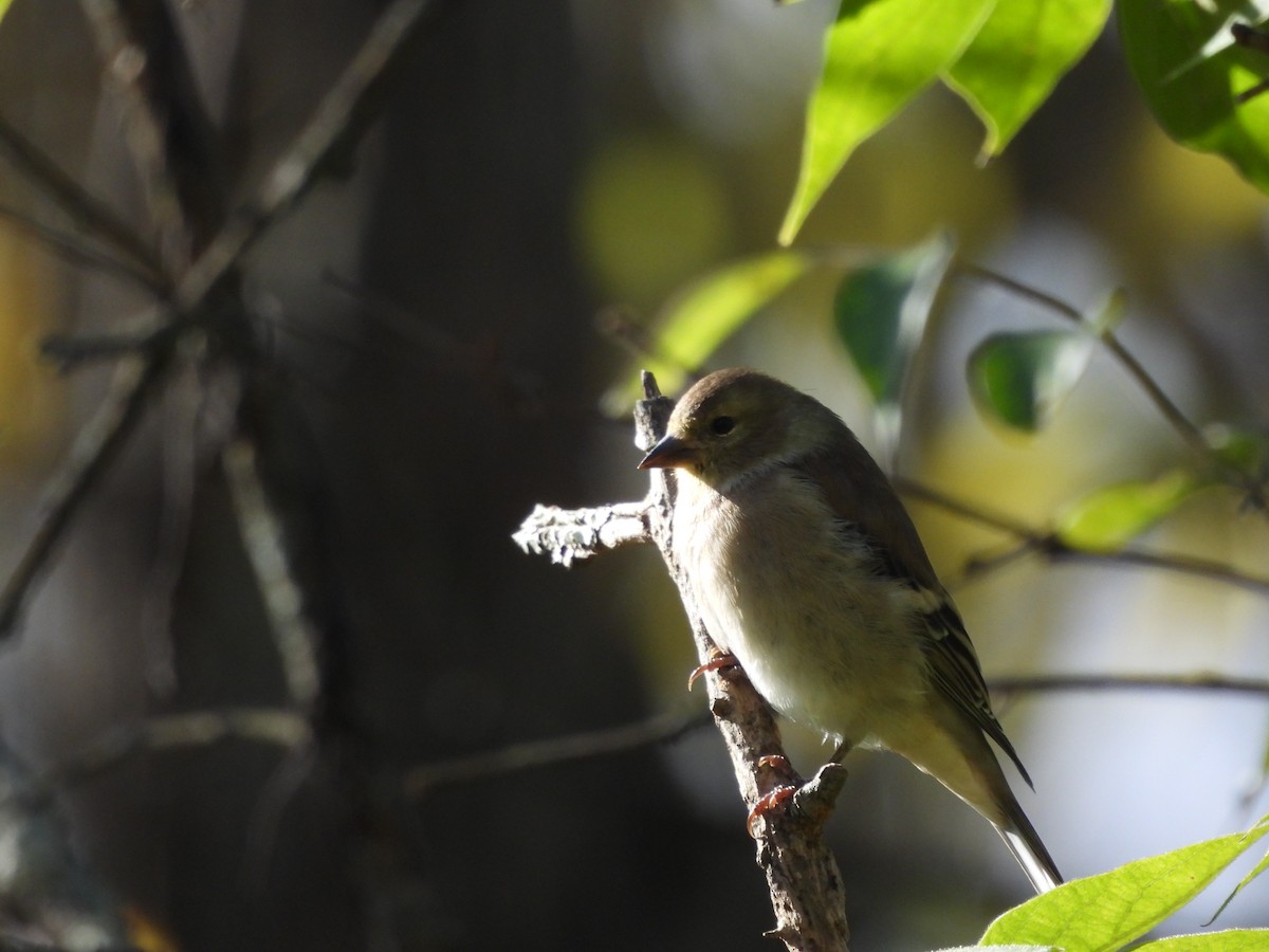 American Goldfinch - ML495126251