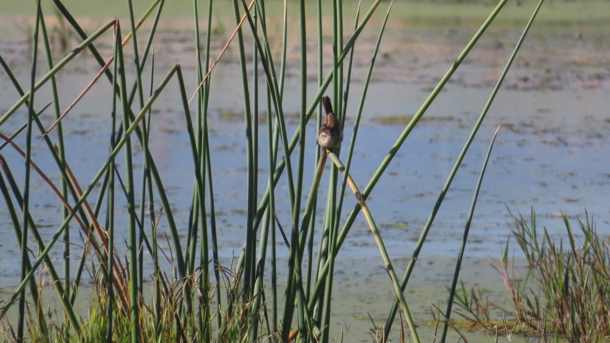 Marsh Wren - ML495126491