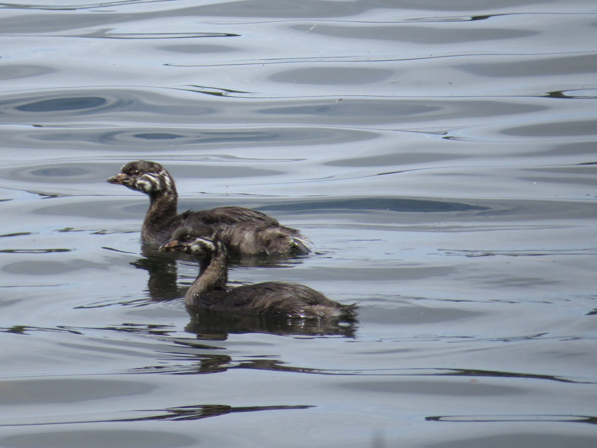 Pied-billed Grebe - ML49512701