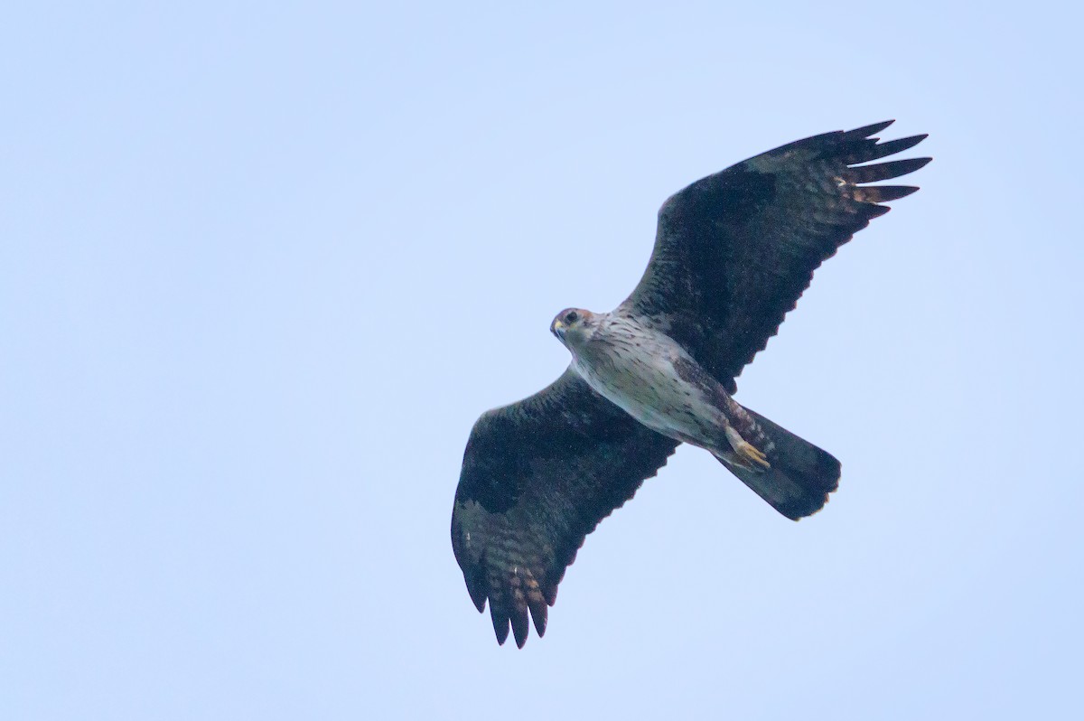 Águila Perdicera - ML495127201