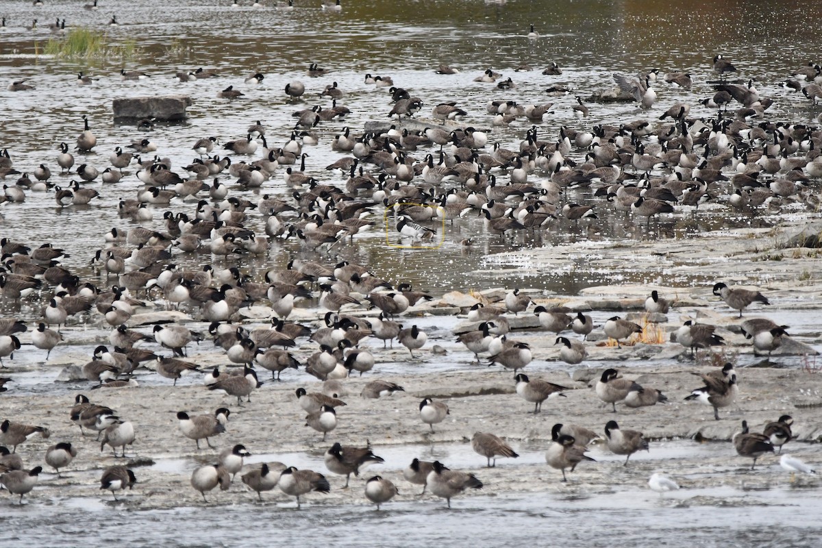 Barnacle Goose - ML495128561