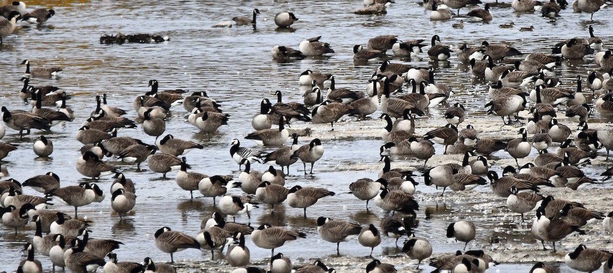 Barnacle Goose - ML495128791