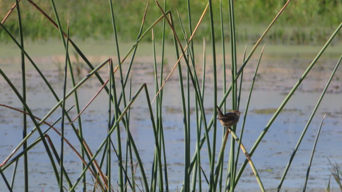 Marsh Wren - ML495129521