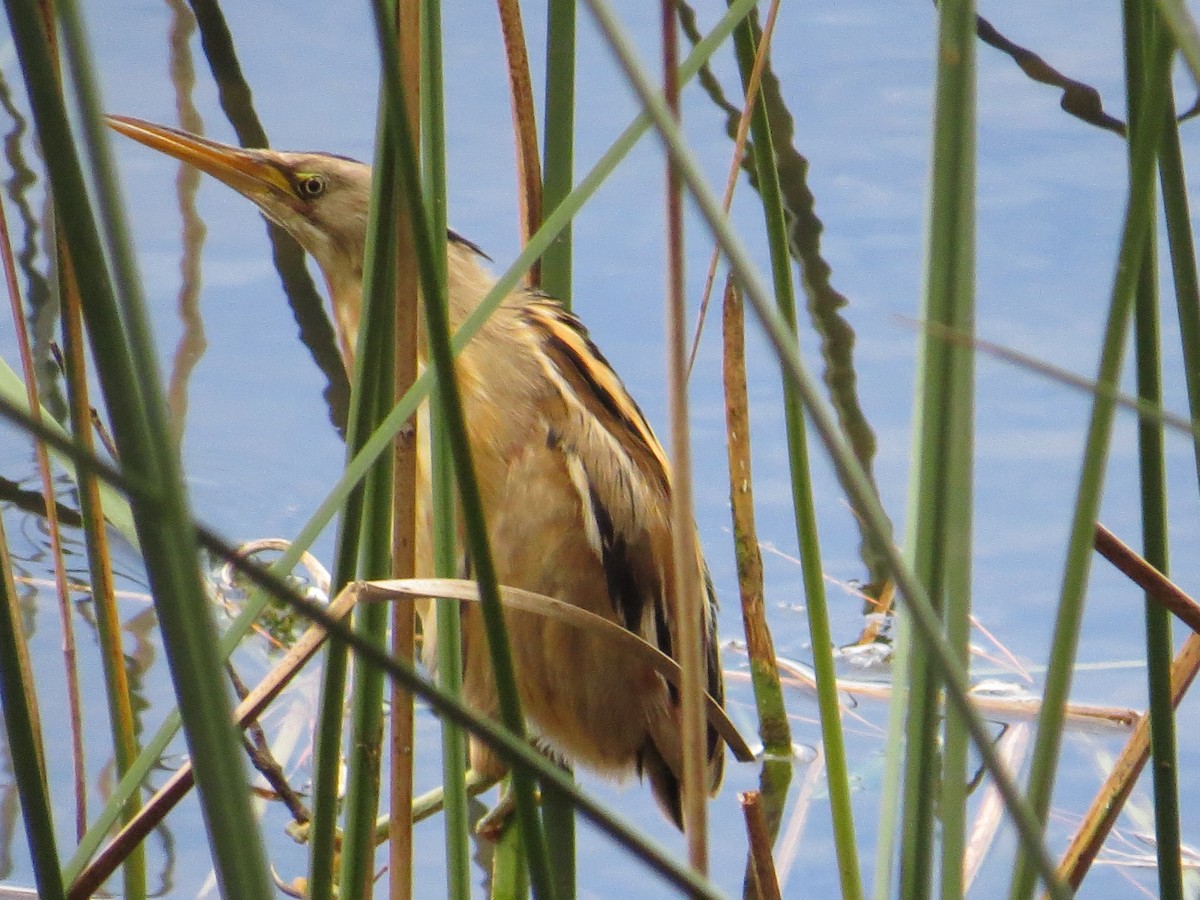 Stripe-backed Bittern - ML49513061