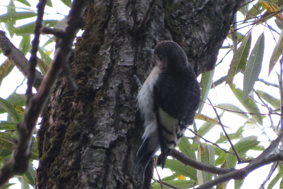 Red-headed Woodpecker - ML495130711