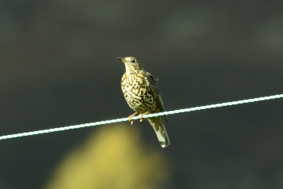 Mistle Thrush - ML495130841