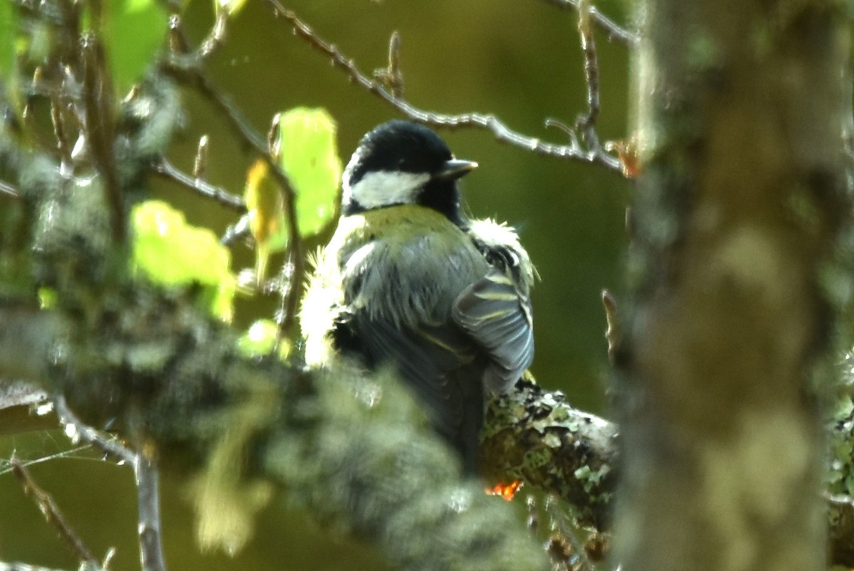 Great Tit - ML495130901