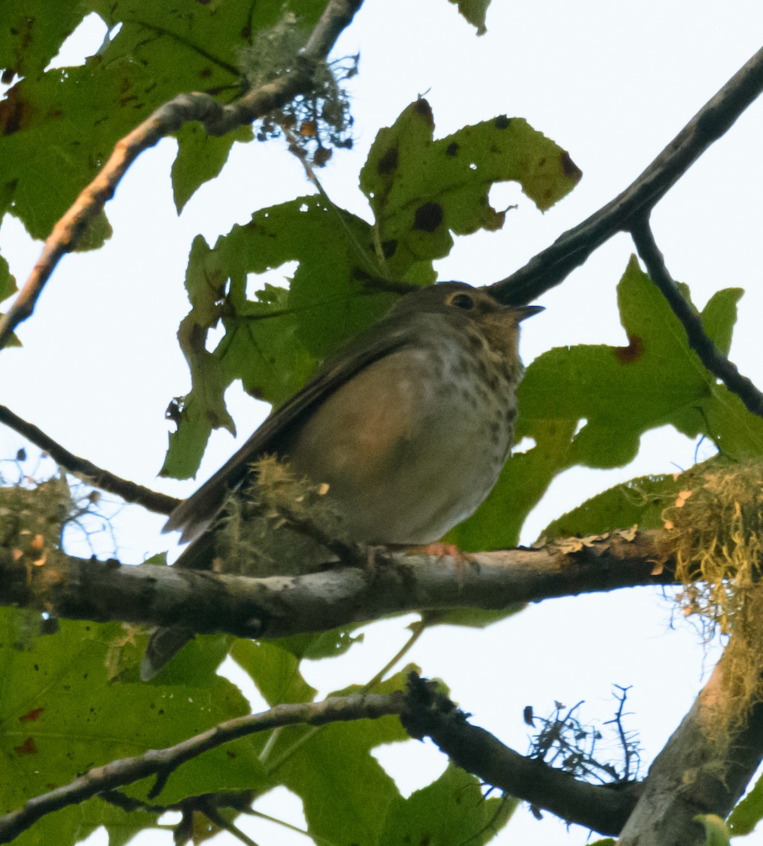 Swainson's Thrush - ML495132911
