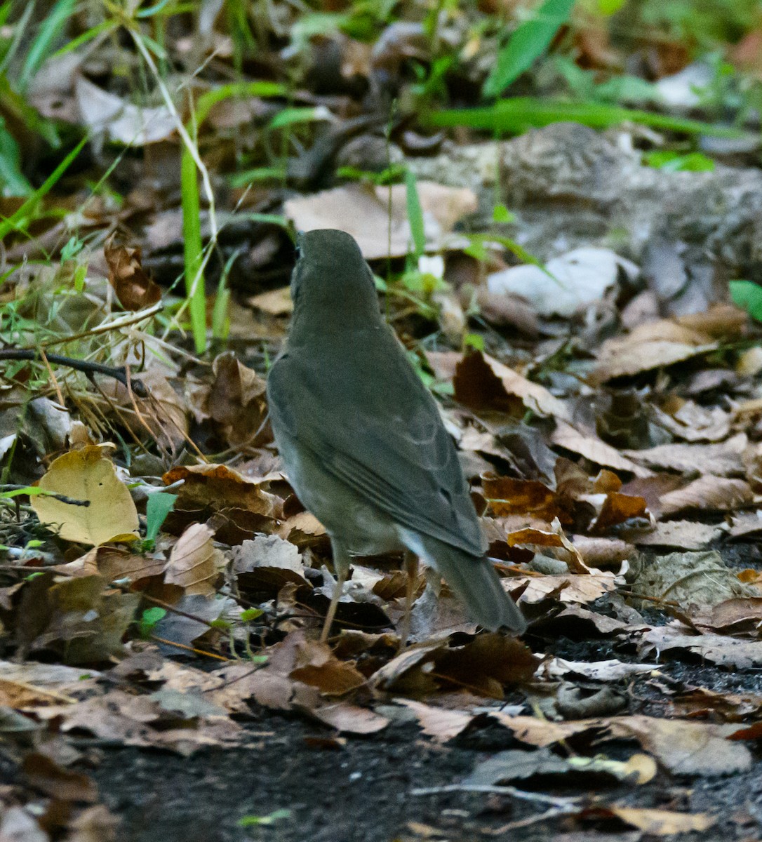 Gray-cheeked Thrush - ML495133081