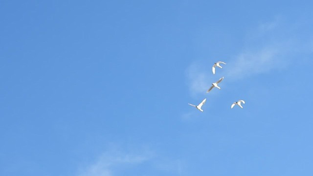 Cygne siffleur - ML495133891