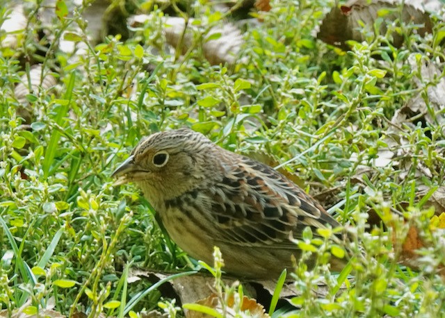 Grasshopper Sparrow - Dawn Hannay