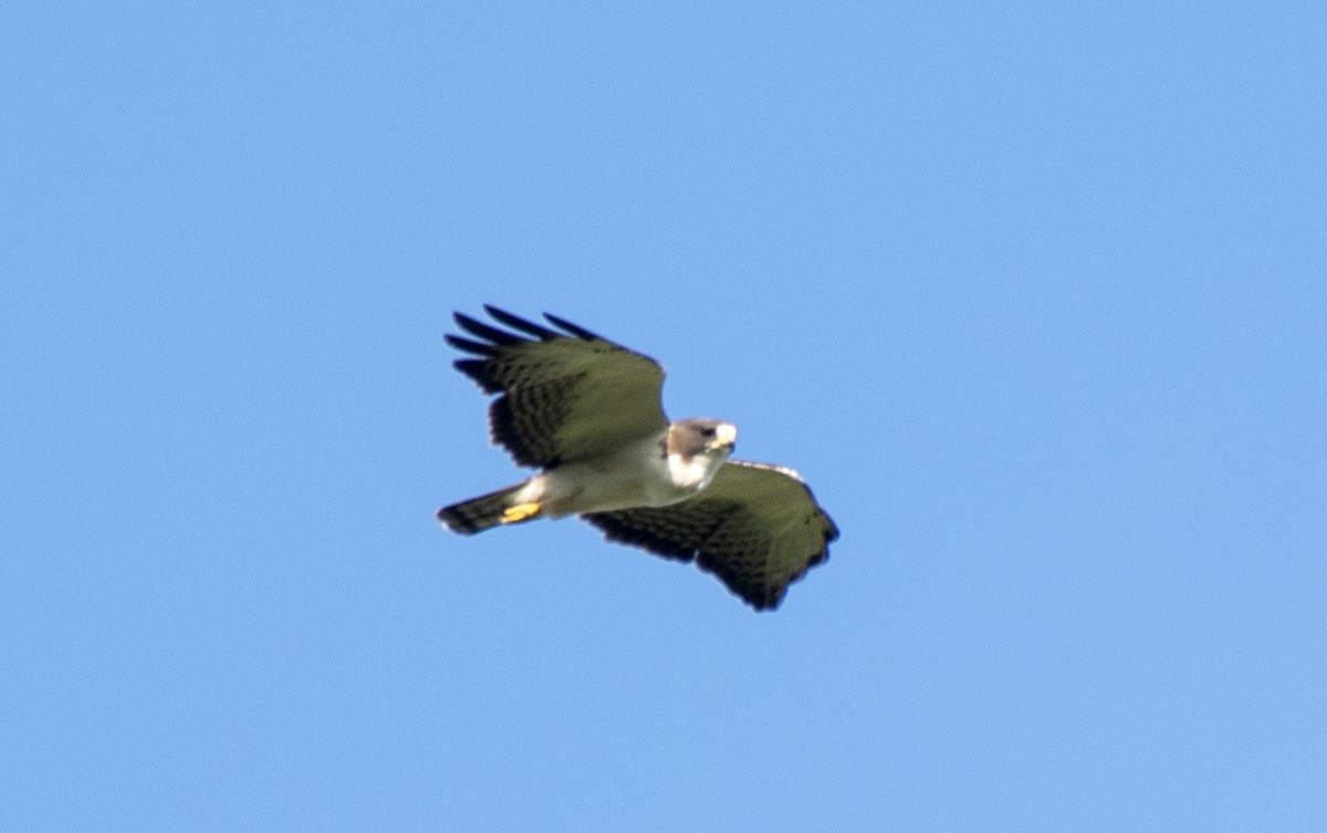 Short-tailed Hawk - Aduílio Rocha