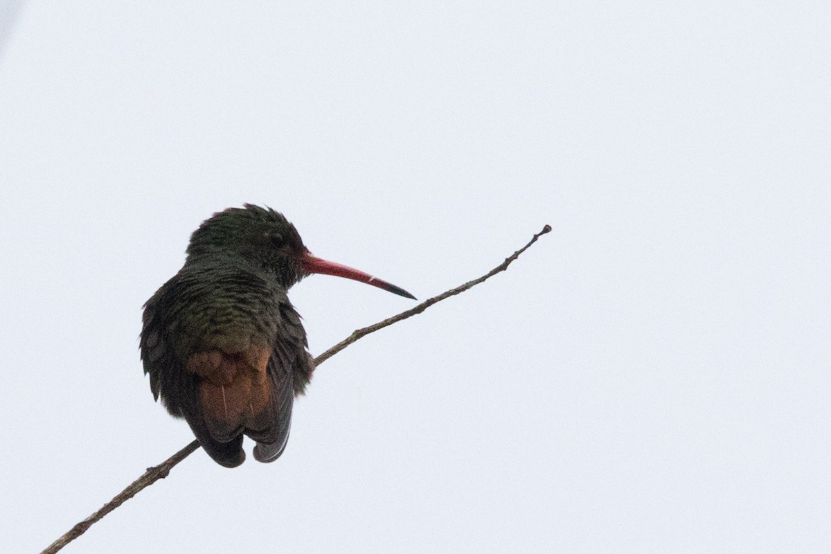 Rufous-tailed Hummingbird - ML495135371