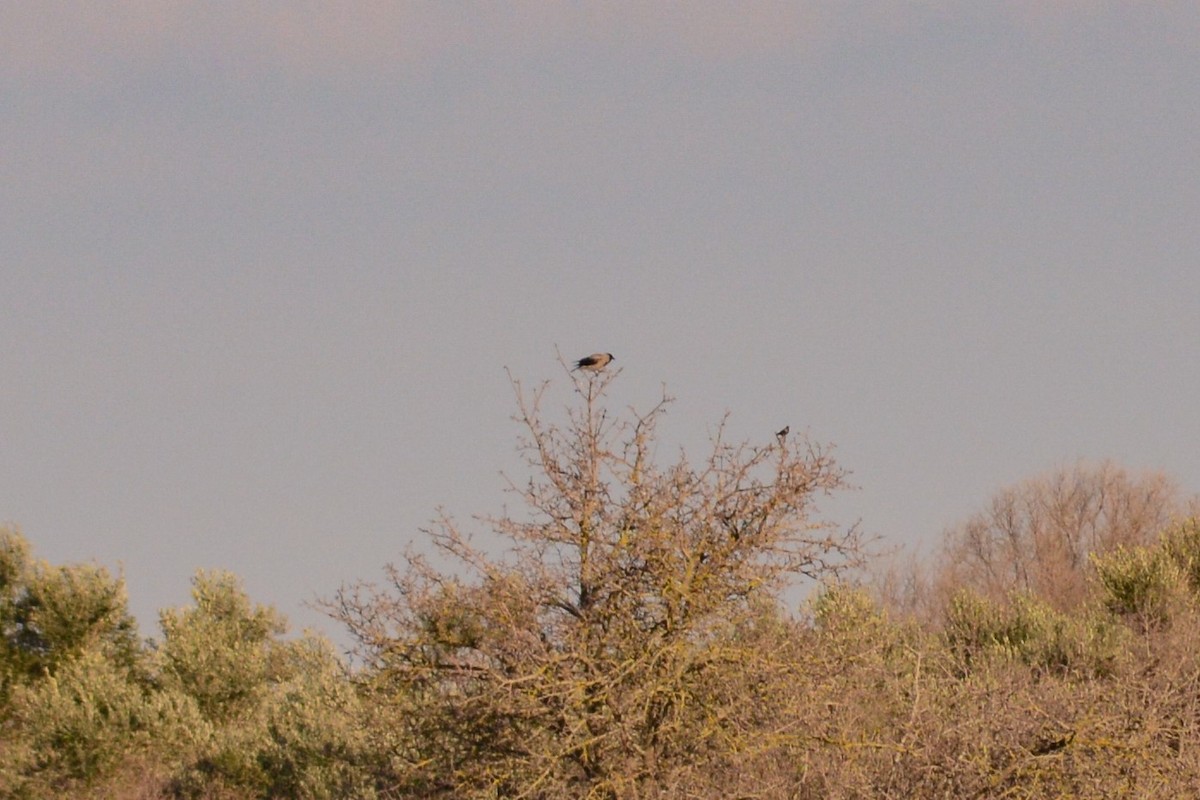 Hooded Crow - ML495137201