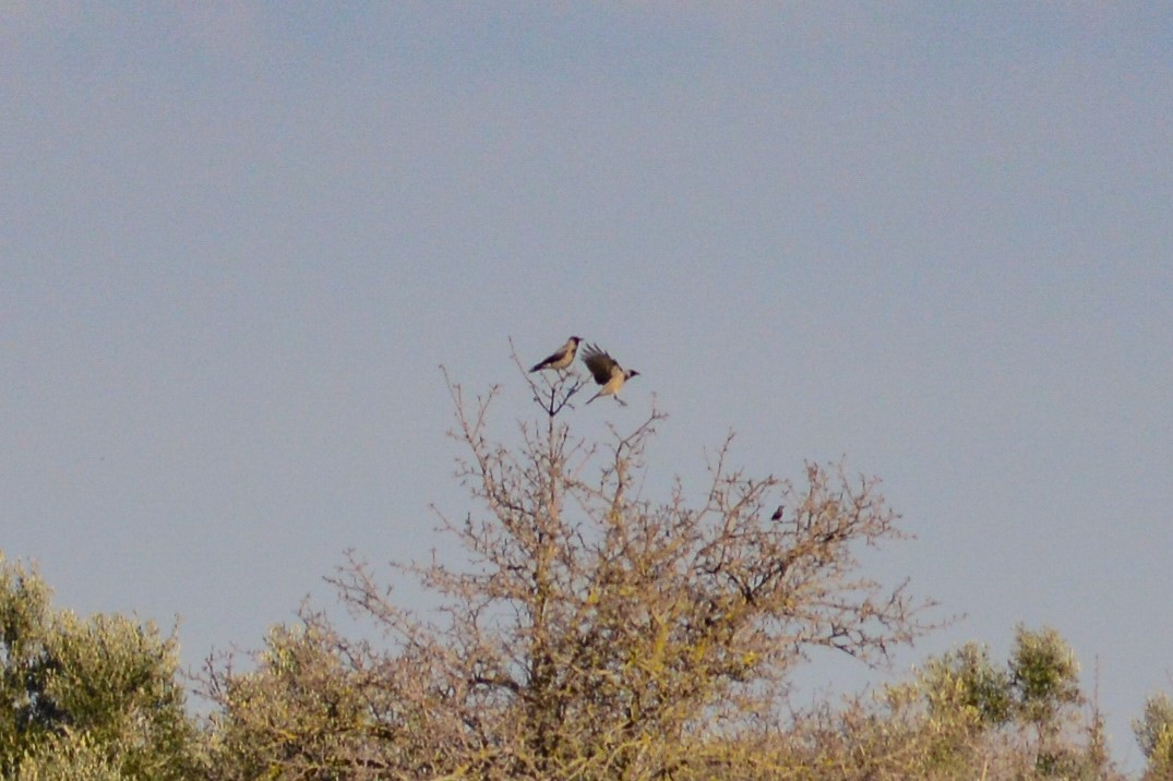 Hooded Crow - Riccardo Errico