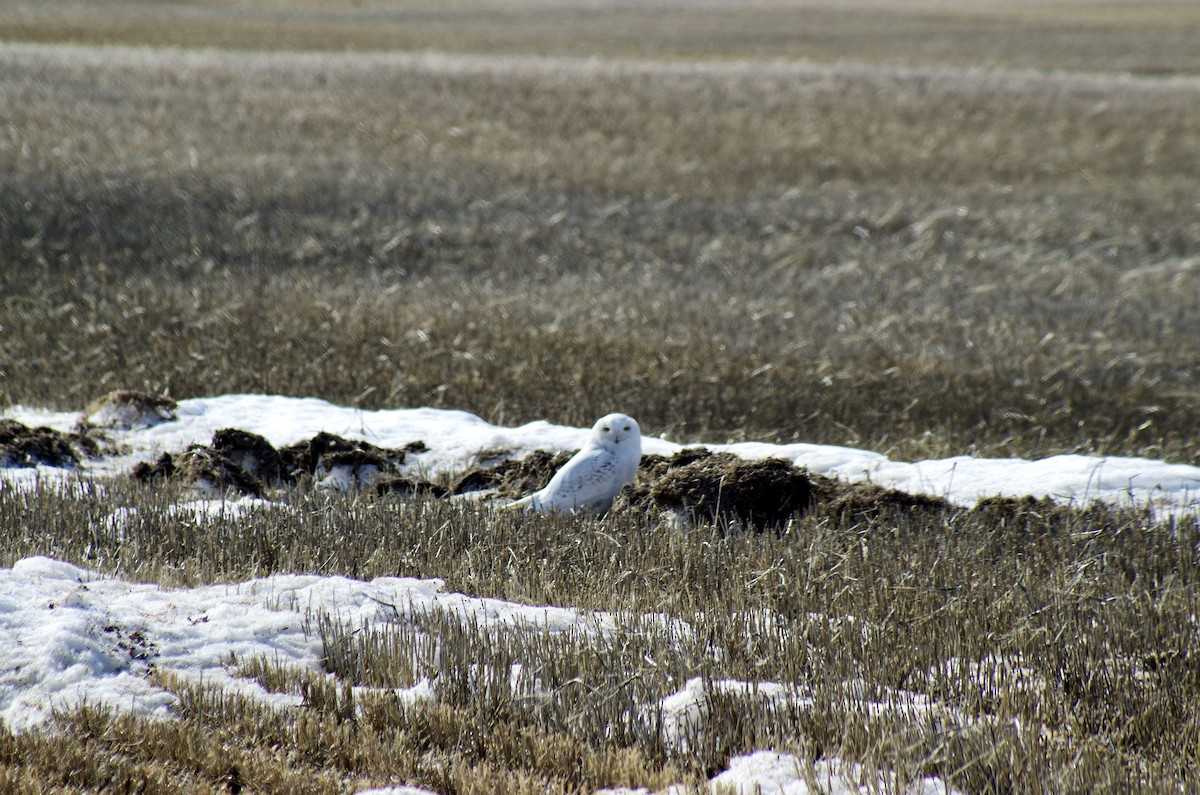 Snowy Owl - Cheryl Harmsworth