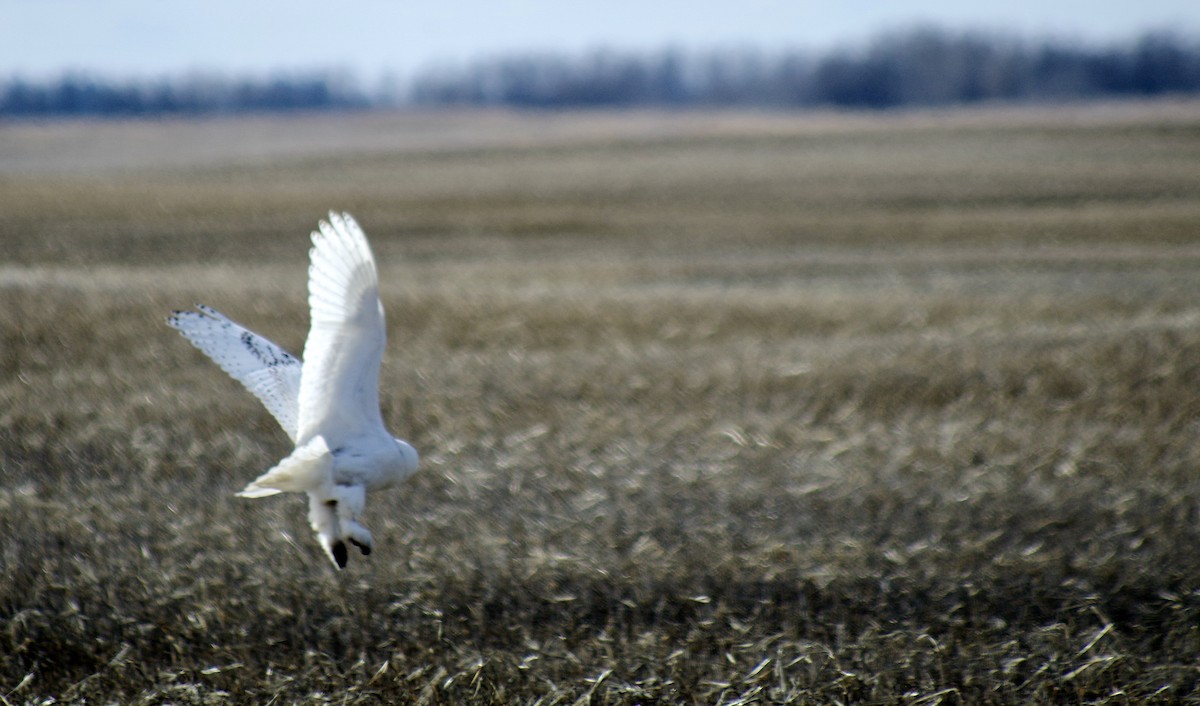 Snowy Owl - Cheryl Harmsworth