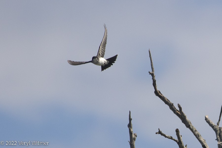 Eastern Kingbird - ML495137981