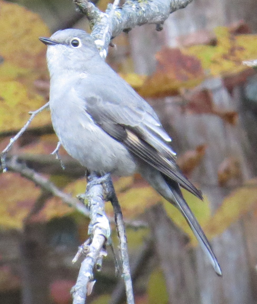 Townsend's Solitaire - ML495138541
