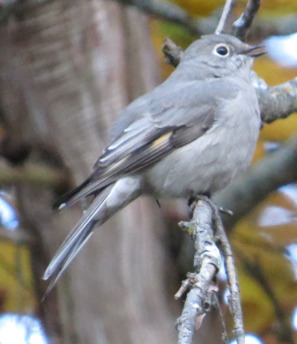 Townsend's Solitaire - ML495138611