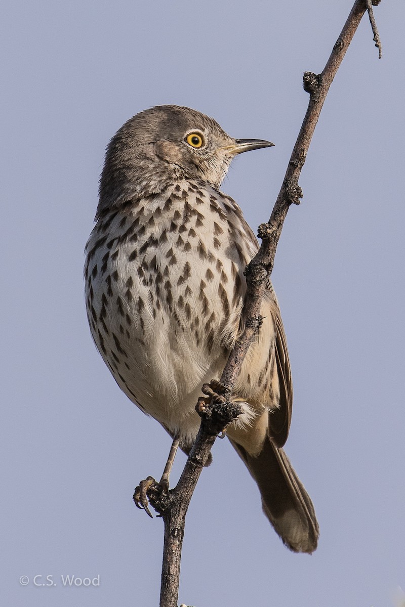 Sage Thrasher - ML49513951