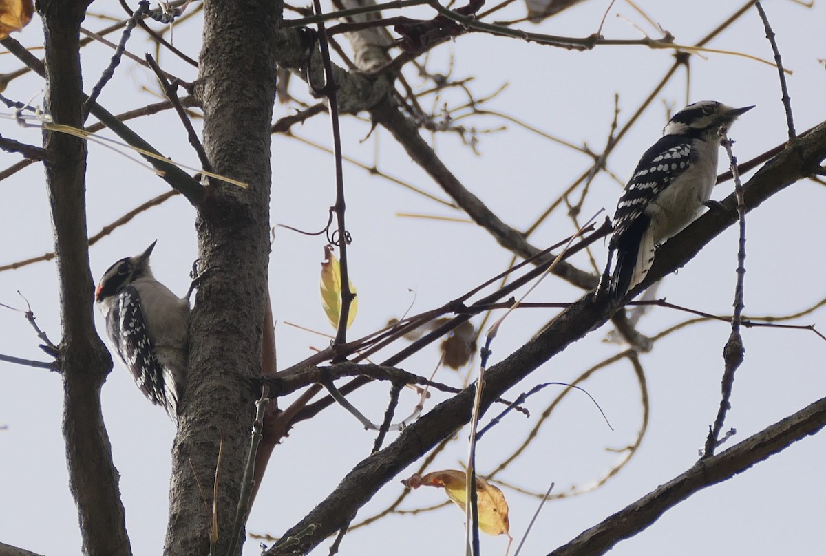 Downy Woodpecker - ML495139771