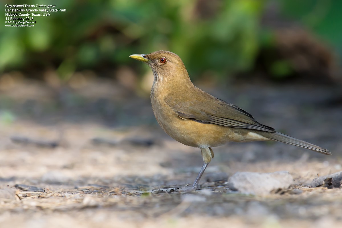 Clay-colored Thrush - ML49513991