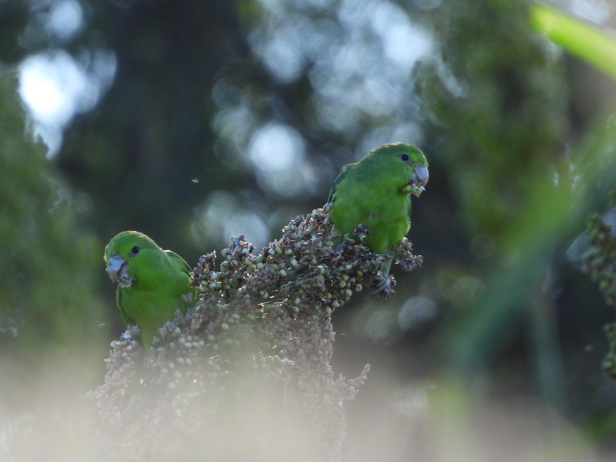 Mexican Parrotlet - ML495140361