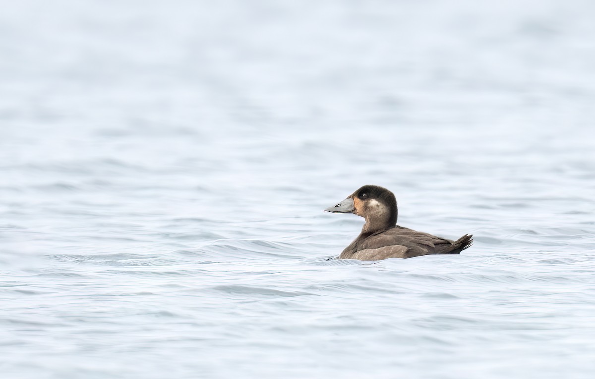 Surf Scoter - ML495140961