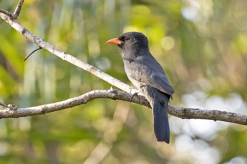Black-fronted Nunbird - adrian binns