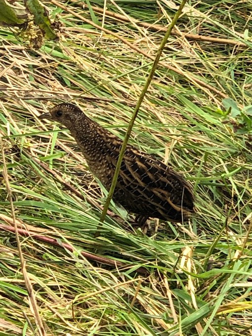 Yellow Rail - ML495142461