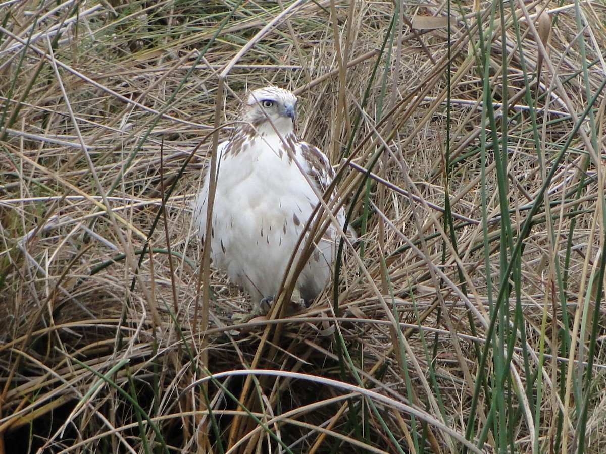 Red-tailed Hawk - ML495142521